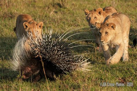 Porcupine vs lions information | National Geographic