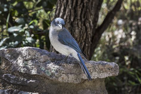 Birds - Chiricahua National Monument (U.S. National Park Service)