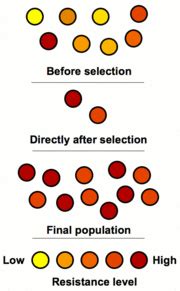 Microevolution - New World Encyclopedia