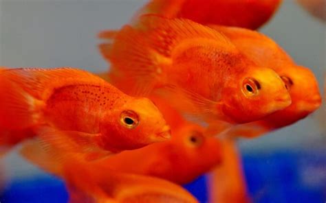 Blood Parrot Cichlid Care: Size, Behavior, Tank Mates...