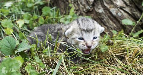 So You Found Kittens Outside...Now What? - Animal Welfare League of ...