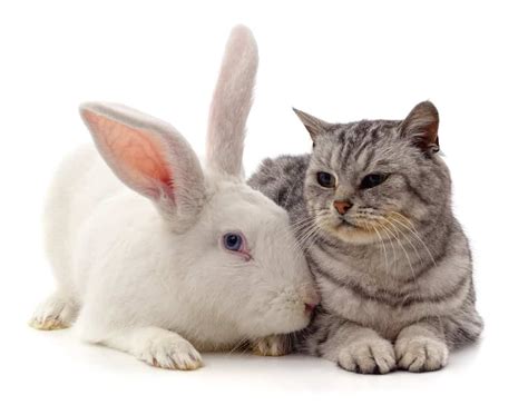 Can a Cat and a Rabbit Live Together? Bonding Tips!