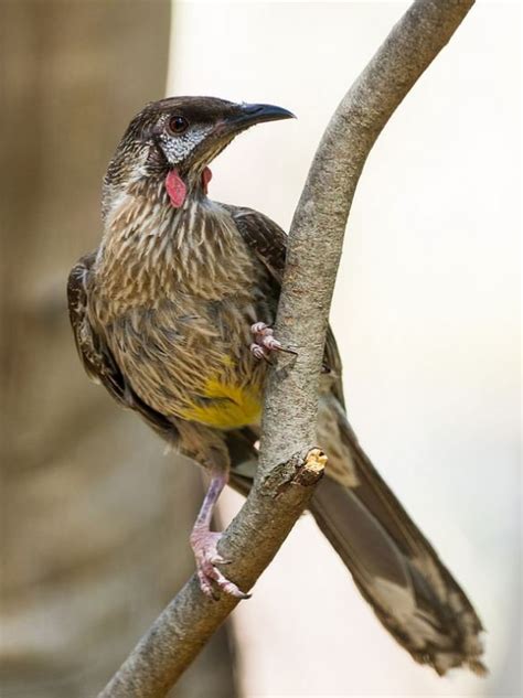 Red Wattlebird - The Australian Museum