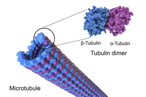 チューブリン tubulin | 東京・ミネルバクリニック