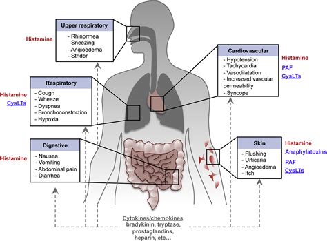 The pathophysiology of anaphylaxis - Journal of Allergy and Clinical ...