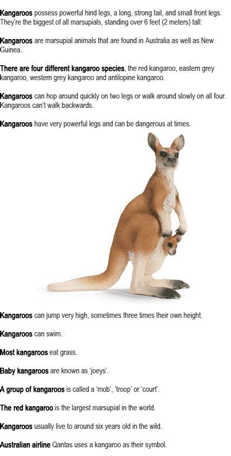 The 25+ best Kangaroo facts for kids ideas on Pinterest | Letter n, Art n craft and Letter n crafts