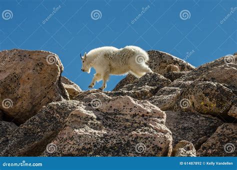 Goat Jumping on Rocks stock photo. Image of white, horizontal - 61487892