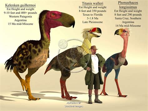 Size comparison of three of the largest terror birds. | Stocktrek Images