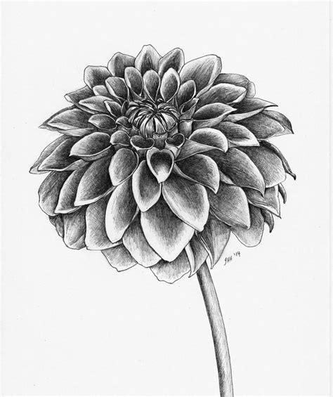 all things creative: Dahlia sketch Flower Drawing Images, Easy Flower ...