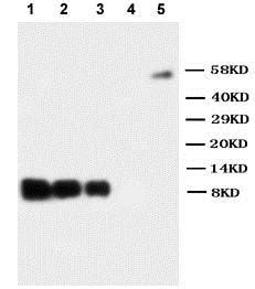 Anti-IL-8 antibody (ab106350) | Abcam