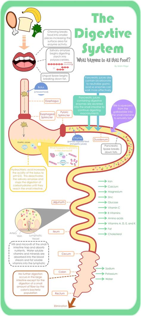 66 best Teaching: Human Body - Digestive System images on Pinterest ...