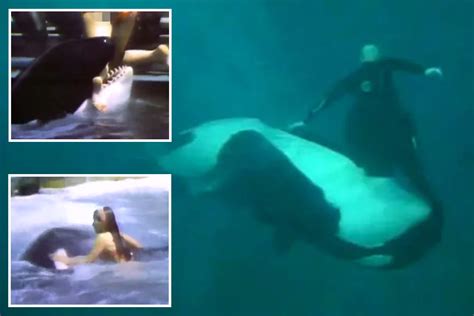 World’s most savage killer whale attacks as 4ton orcas try to drown trainers, maul swimmers ...