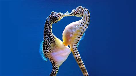 Different Types Of Seahorse Species: The 8 Most Extreme | Citrus Reef