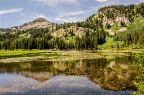 Wildlife in Utah - Types of Utahn Animals - A-Z Animals