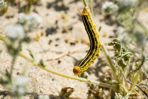 Hurry to See Anza-Borrego Wildflowers Before They’re Gone! | Travel the ...