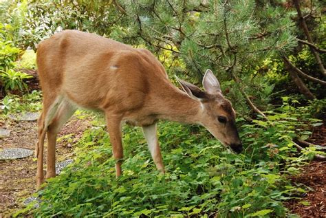 22 Deer Resistant Plants & Flowers (+ Deer-Proofing Tips) | Garden Design