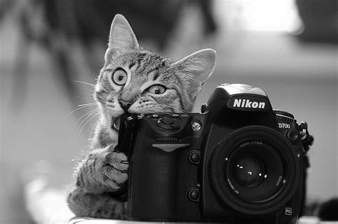 21+ Animals That Want To Be Photographers | Bored Panda