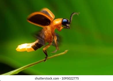 Super Macro Close Firefly Stock Photo 1403138384 | Shutterstock