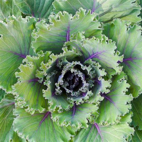 Premium Photo | Decorative cabbage