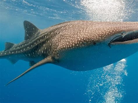 Whale Shark | Species | WWF