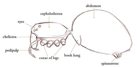 Spider anatomy for artists • John Muir Laws