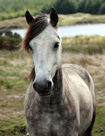 Connemara pony | Connemara pony, Show jumping horses, Pony breeds