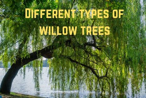 13 Common Types of Willow Trees You Must Know (+Pics) - Conserve Energy ...