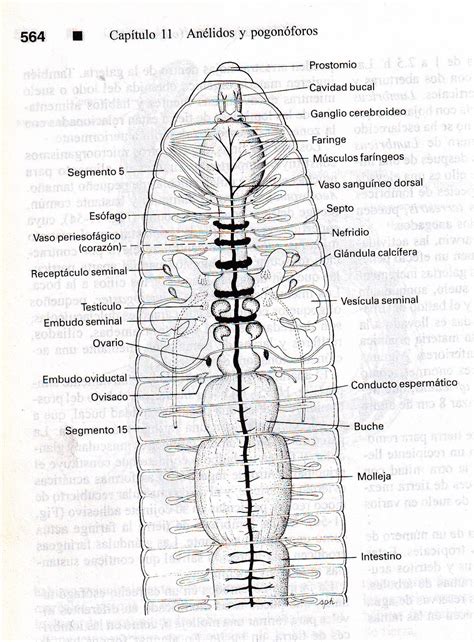 Biología Amalia Sobera: Anatomía interna de Lombriz de tierra