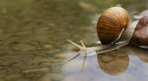 Why Do Snails Die from Salt? - The Aquarium Guide