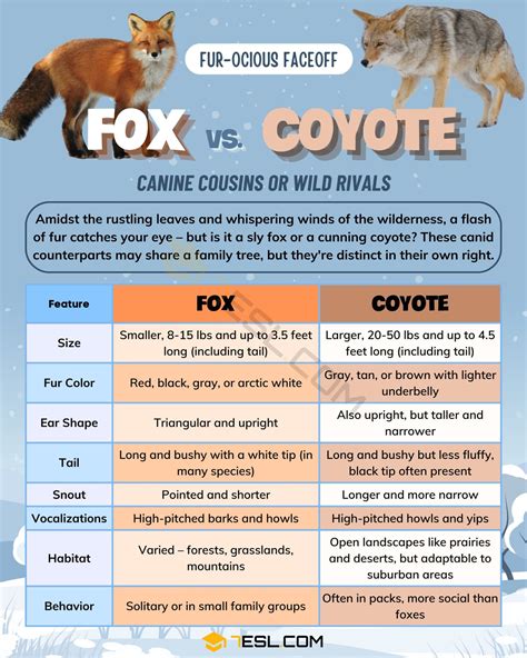 Fox vs. Coyote: What's the Difference? • 7ESL