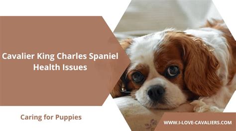 7 Common Cavalier King Charles Spaniel Health Issues