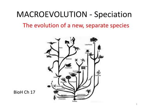 PPT - MACROEVOLUTION - Speciation PowerPoint Presentation - ID:3803996