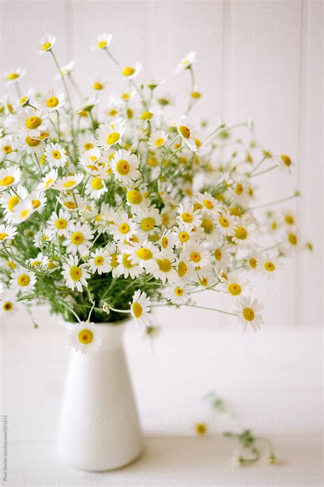 "A Bouquet Of Camomile Flowers In Pitcher" by Stocksy Contributor ...