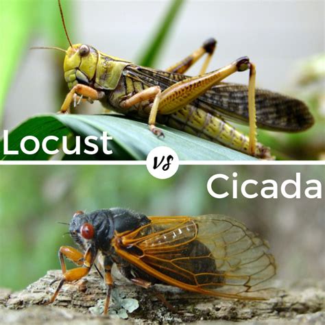 Difference Between Cricket And Grasshopper