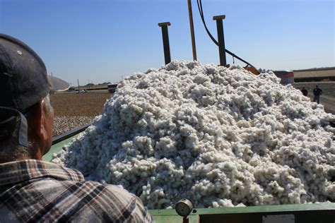 Harvesting cotton Oct 2012 #21 | Maven's Photoblog