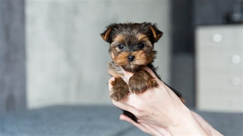 6 of the Cutest Toy Dog Breeds You’ll Adore | Woman's World