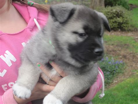 Melissa's Diary: Norwegian Elkhound Puppies