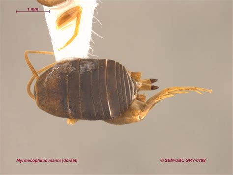 Myrmecophilidae