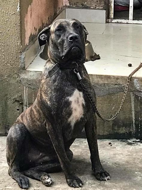 Adult Female Brindle Boerboel - Pets - Nigeria