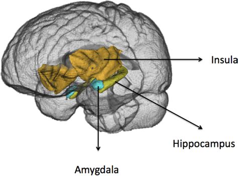 Figure 3 from THE FATE OF EMOTION-RELATED BRAIN REGIONS AND ...