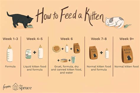 Kitten Feeding Schedule: How Much Food Kittens Need