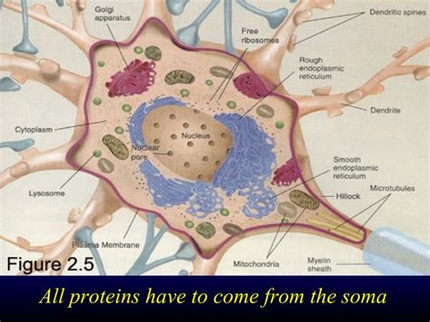 Axoplasmic flow in Axons - Mechanisms and Applications in Clinical ...