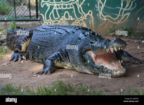 3rd largest saltwater crocodile in the Philippines named Lapu-Lapu, taking a rest after feeding ...