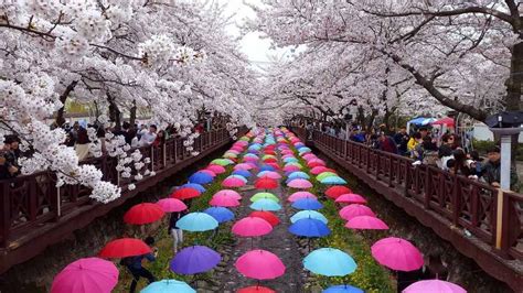 Korea’s 2018 Cherry Blossom Forecast And The Best Viewing Spots - Klook Travel Blog