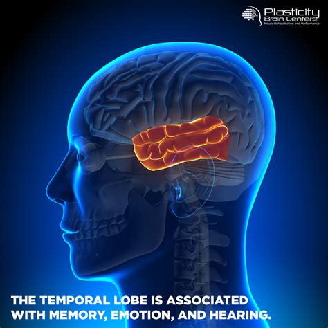 The temporal lobe is associated with memory, emotion, and hearing. plasticitybraincenters.com. # ...