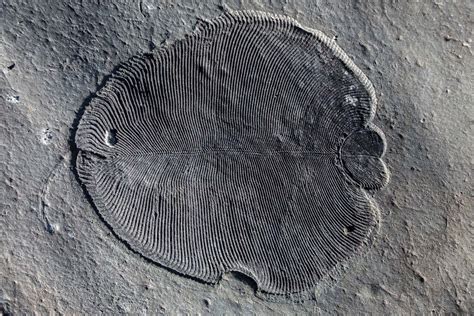 Dickinsonia, The Oldest Animal Known To Date: 558 Million-Years-Old Fossil Discovered in Russia ...