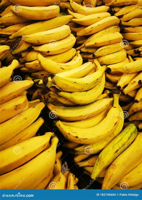 Non GMO Raw Organic Bunch of Bananas Stacked Ready To Eat Stock Photo ...