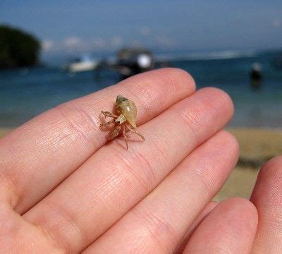 Baby hermit crab. | Baby animals funny, Tiny baby animals, Cute little animals