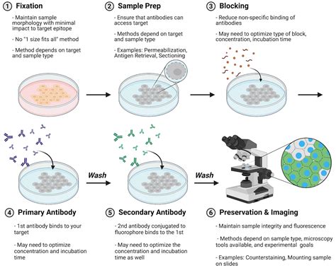 Antibodies 101: Introduction to Immunofluorescence