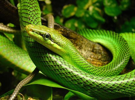 Arboreal Ratsnake | Beautiful snakes, Snake, Mamba snake